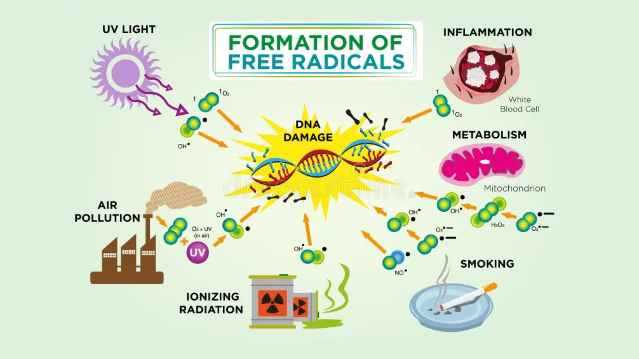Free Radicals and Oxidative Stress: The Hidden Culprits Behind