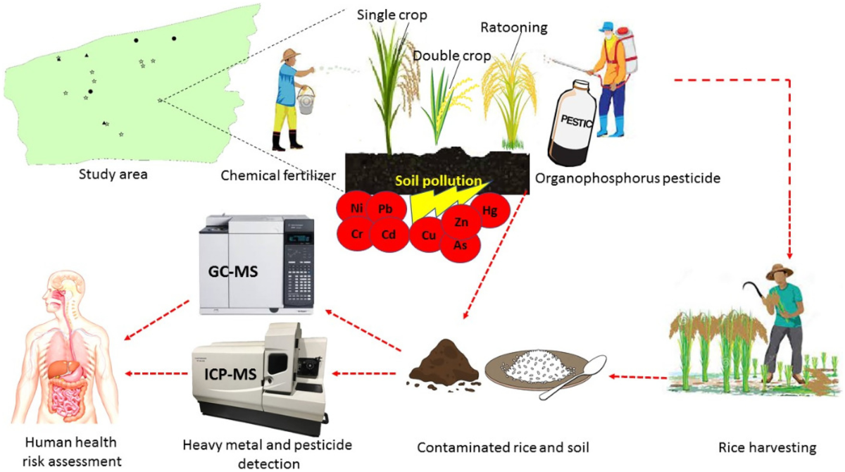 Is Your Rice Safe? The Hidden Dangers of Arsenic and Cadmium