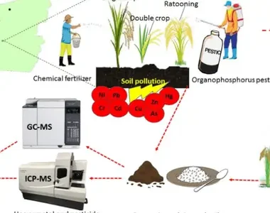 Is Your Rice Safe? The Hidden Dangers of Arsenic and Cadmium