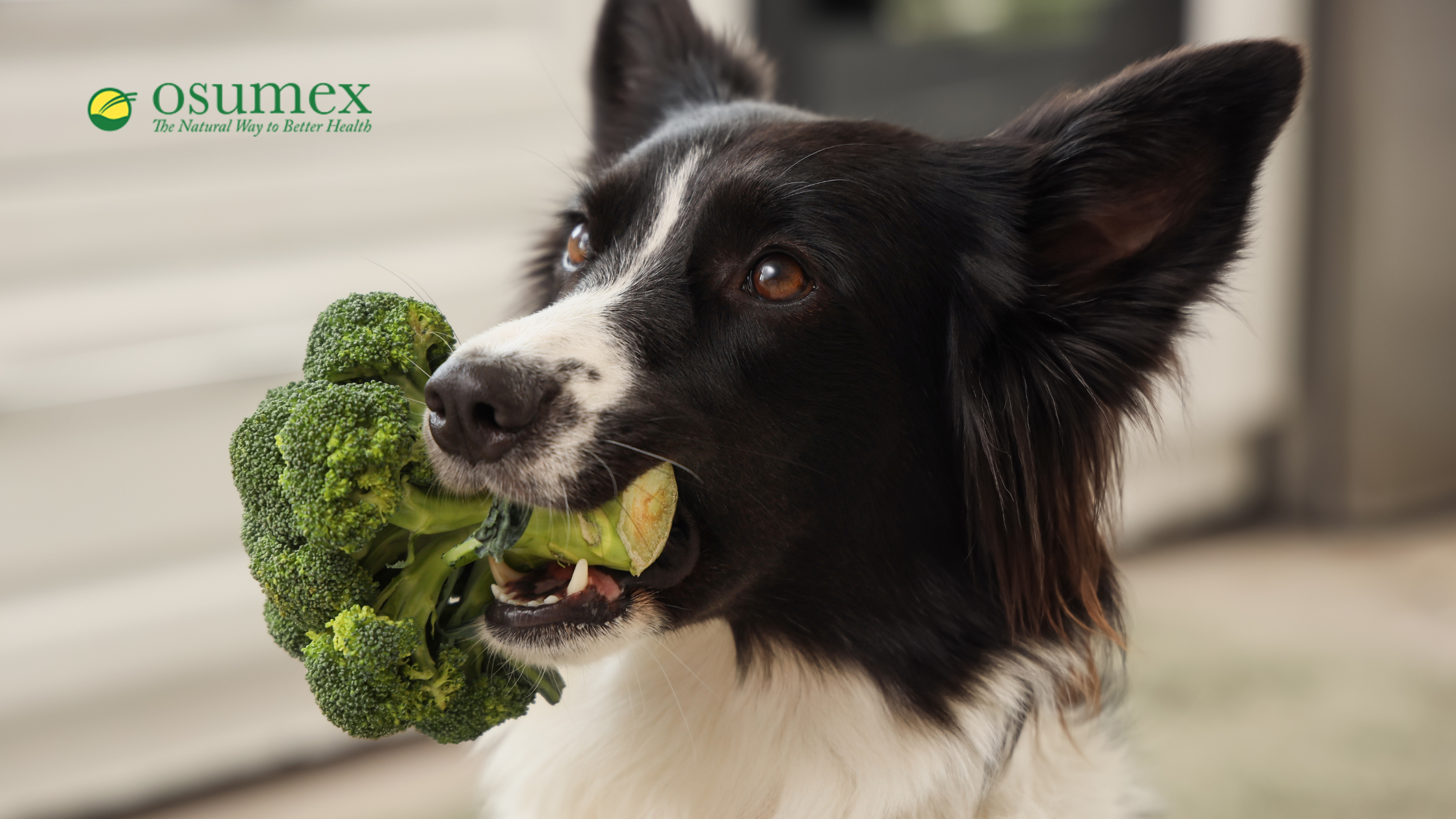 The Alarming Truth About Toxins in Commercial Dog Food & How Osumex Can Help