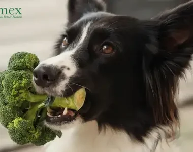 The Alarming Truth About Toxins in Commercial Dog Food & How Osumex Can Help