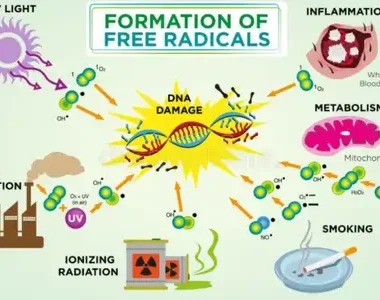 Free Radicals and Oxidative Stress: The Hidden Culprits Behind Aging and Disease